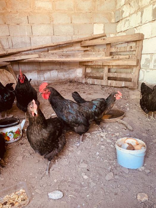 Кораз қораз сатылады