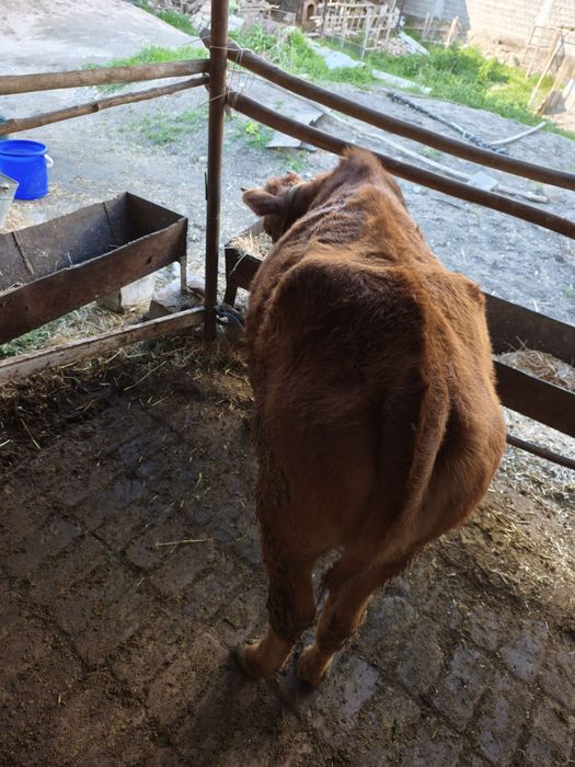 Gunojin sotladi soglom yuvosh