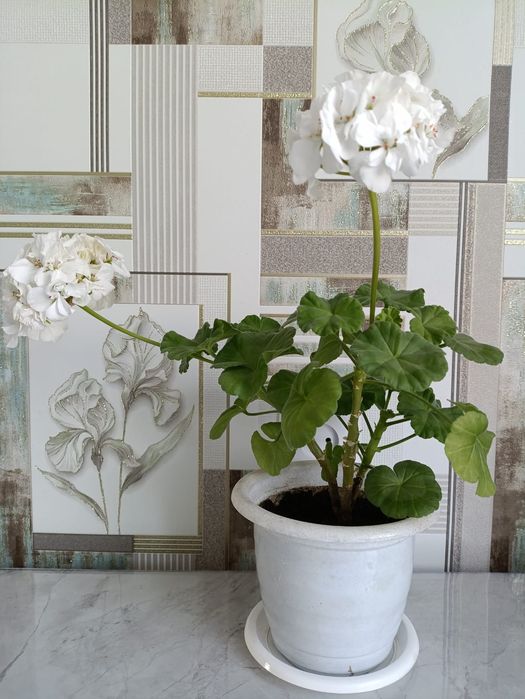 Продам герань с горшочками