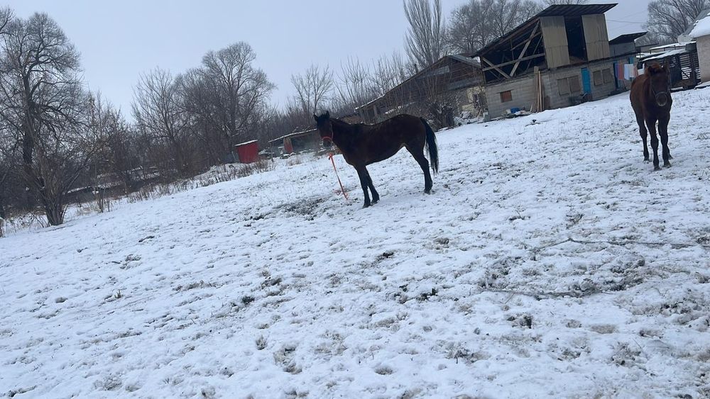 Продам кобылу полукровка