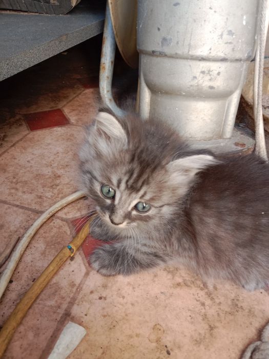 Котята котята котята !