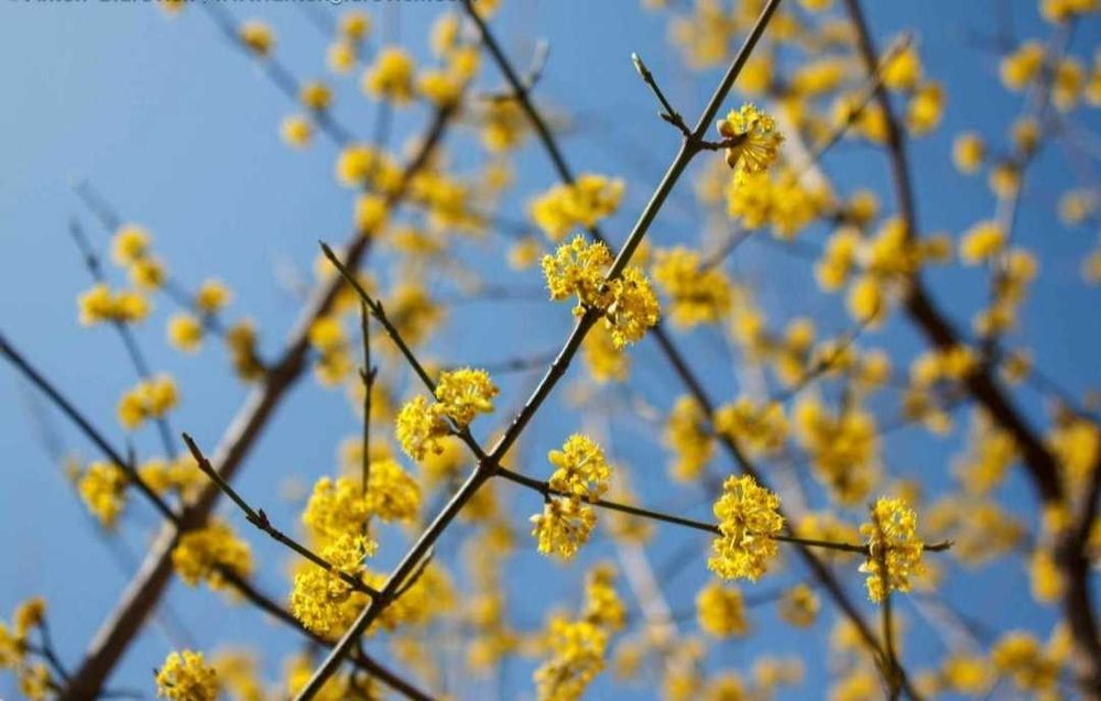 Саженцы дерева Кизила