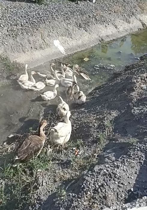 G'ozlar sotiladi