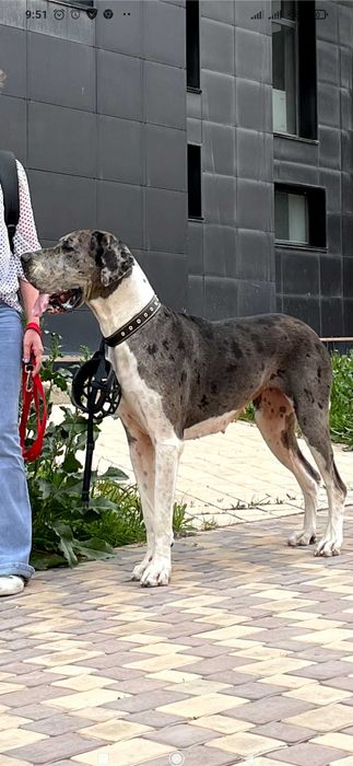 Передержка домашних питомцев!