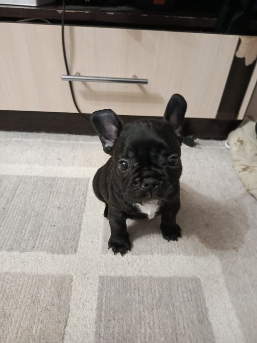 Щенки французского бульдога