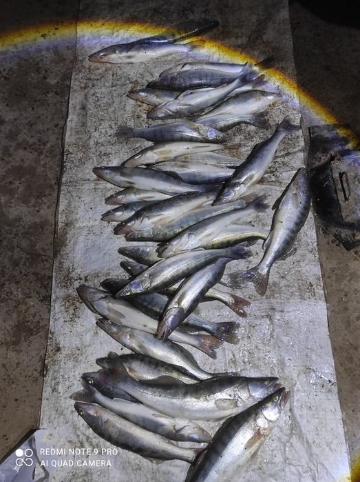 Судак балығы сатылады