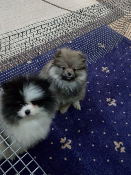 Померан померани