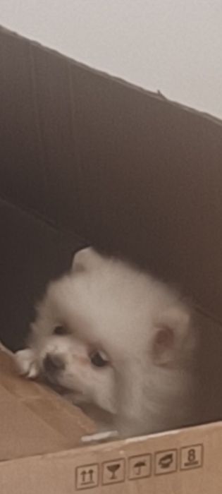 Vând cățel de Pomeranian