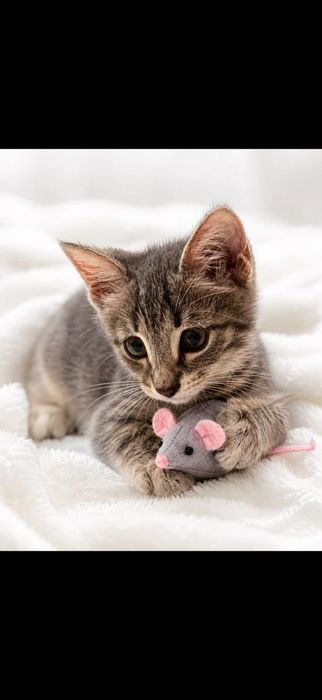 Милые котята ищут дом