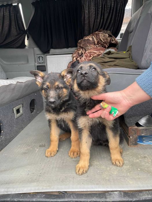 Продам щенков Немецкой Овчарки