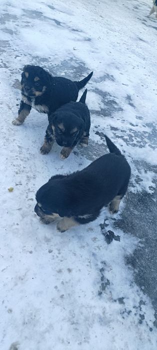 Щенята в хорошие руки