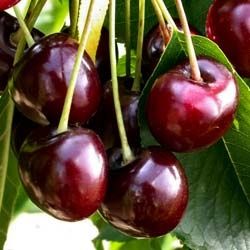 Мевали дарахтлар кучатлари дехкондан . 100% гарантия