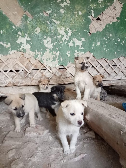 Срочно ищут дом! SOS!!!