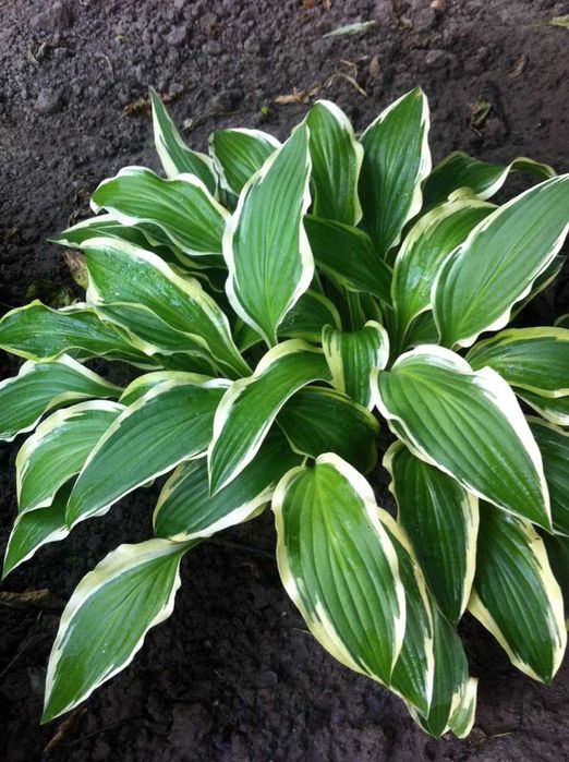 хосты -многолетние растения более 10 сортов