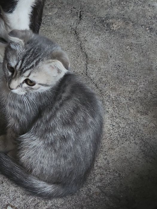 Продаётся котёнок пародистая
