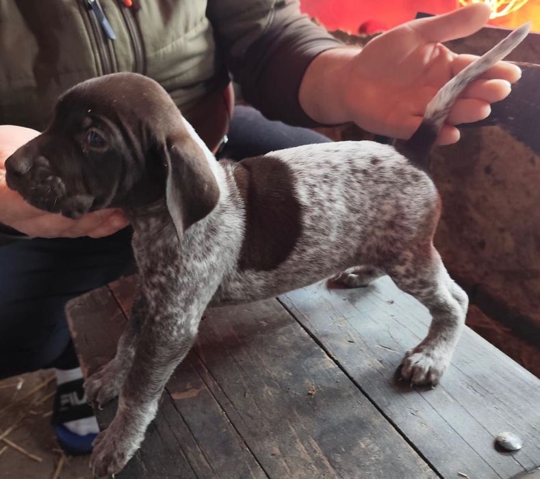 Brac German cu Pedigree