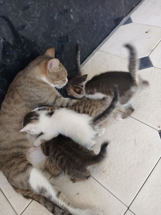 5     мушукчалар