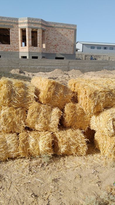 Сабан Салома пресс Жонышка Шөп