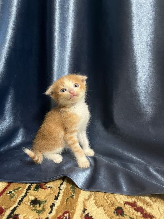 Продается котенки