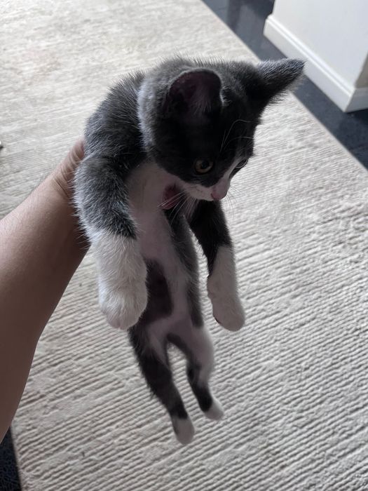 Маленький котик возраст 2,5 месяца
