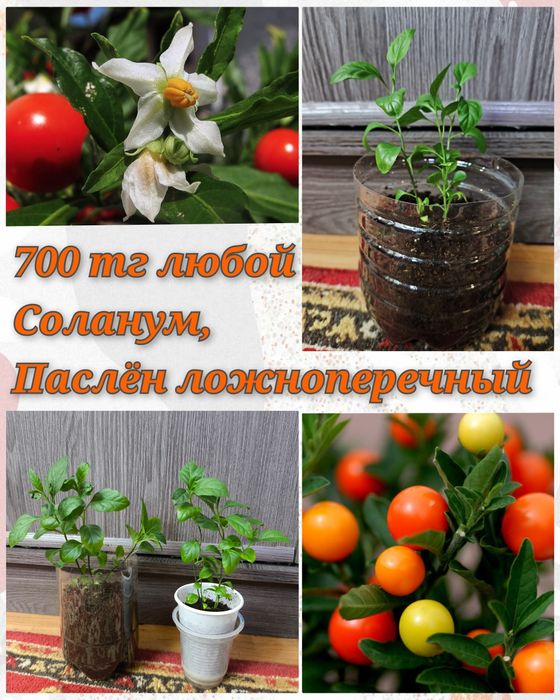 Глоксинии, гименокаллис, соланум и др.