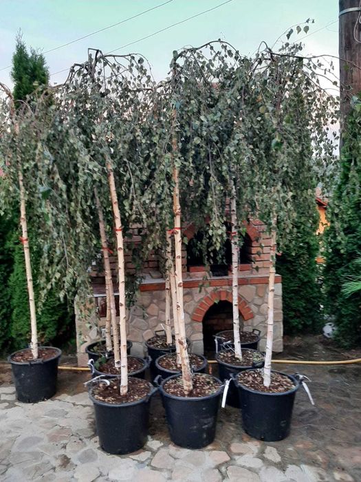 Vând tuia leylandi, columnaris, brazi, mesteacăn