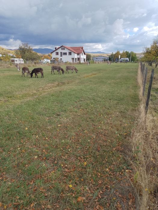 Vând măgărițe tinere gestante