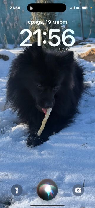 Померан/немски шпиц