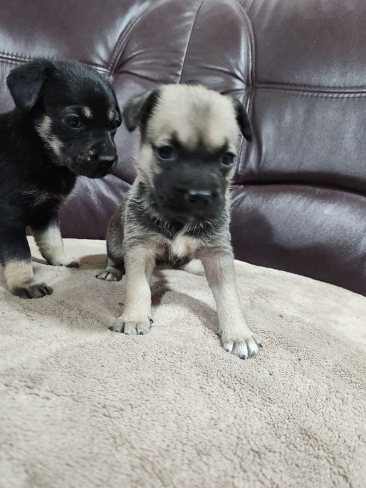 Отдам щенков в добрые руки. Девочки