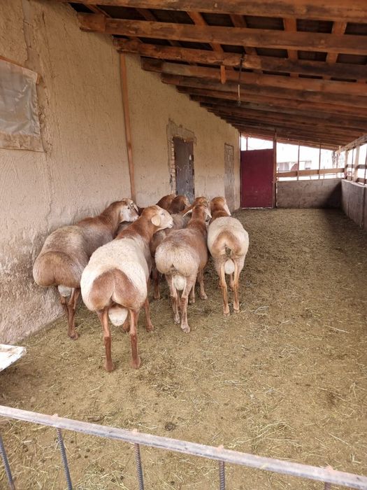 Бараны,қойлар,тоқтылар