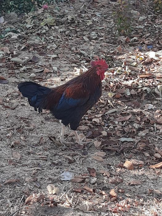 Хонаки курка ва товук хурозлар.