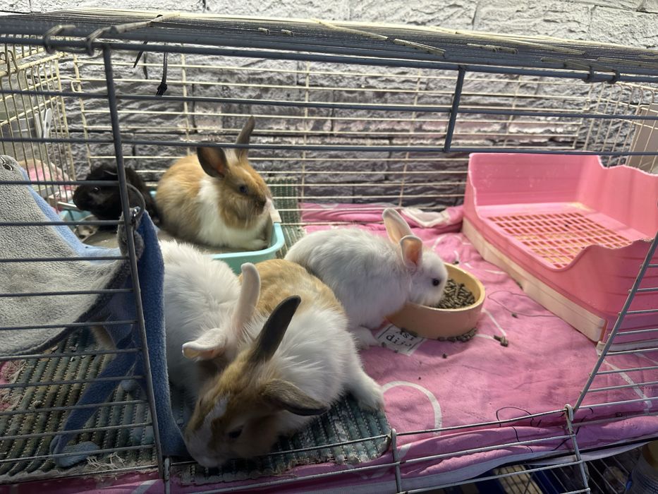 Крольчата кролики