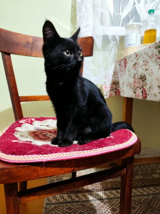 Котята отдам в хорошие руки