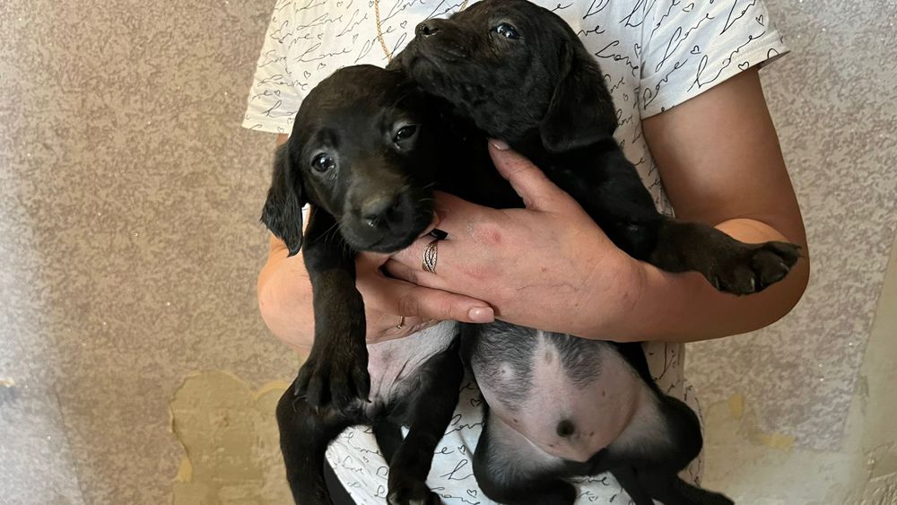 Малыши  Лабрадора