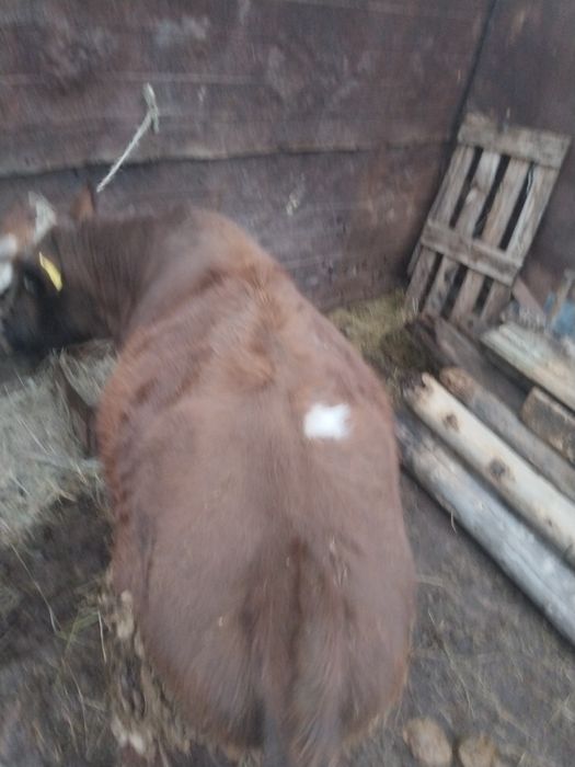 Продаётся бычок 1,5лет