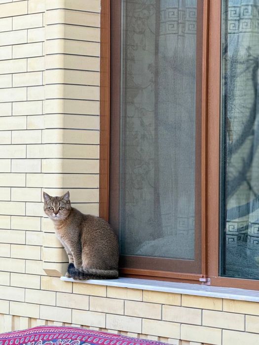 золотся шиншила девочка