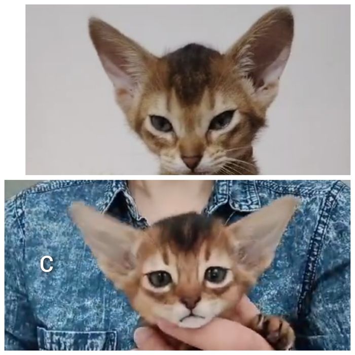 Абиссинские котята америка