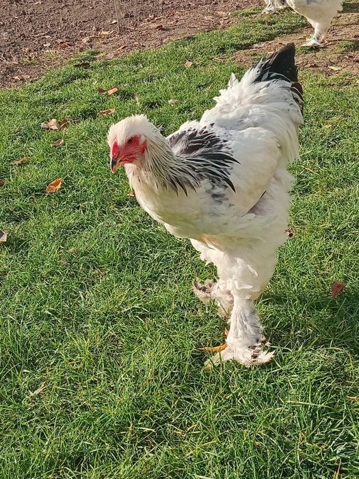 Vand ultimile exemplare din rasa Brahma potarnichiu și brahma Hd