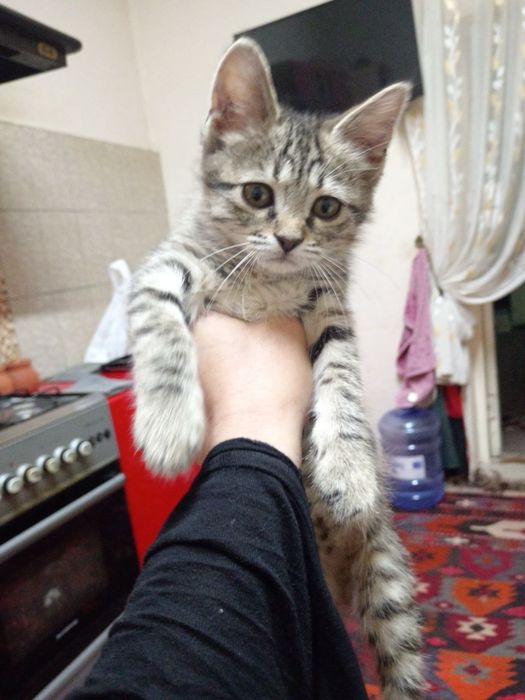 отдаются котята в добрые руки