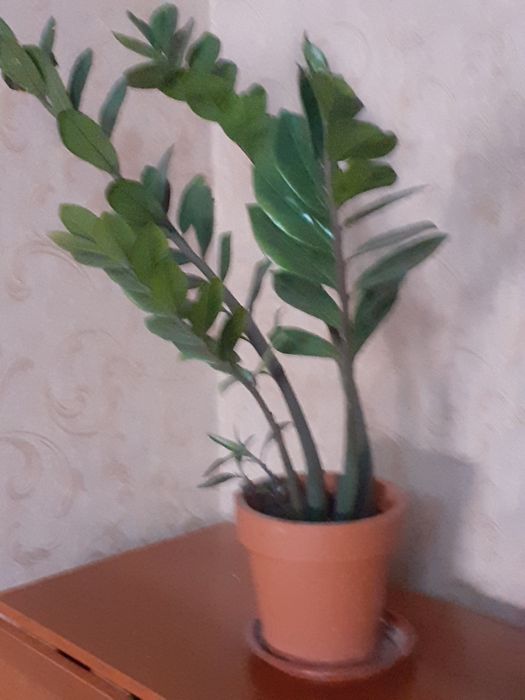 Продаю цветок доллар