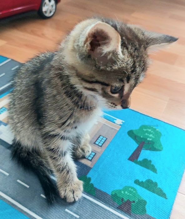 Котёнок табби крыселов