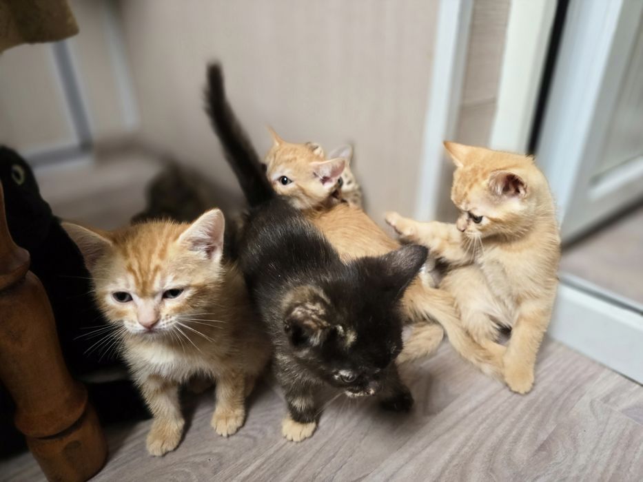 Отдам котят в добрые руки