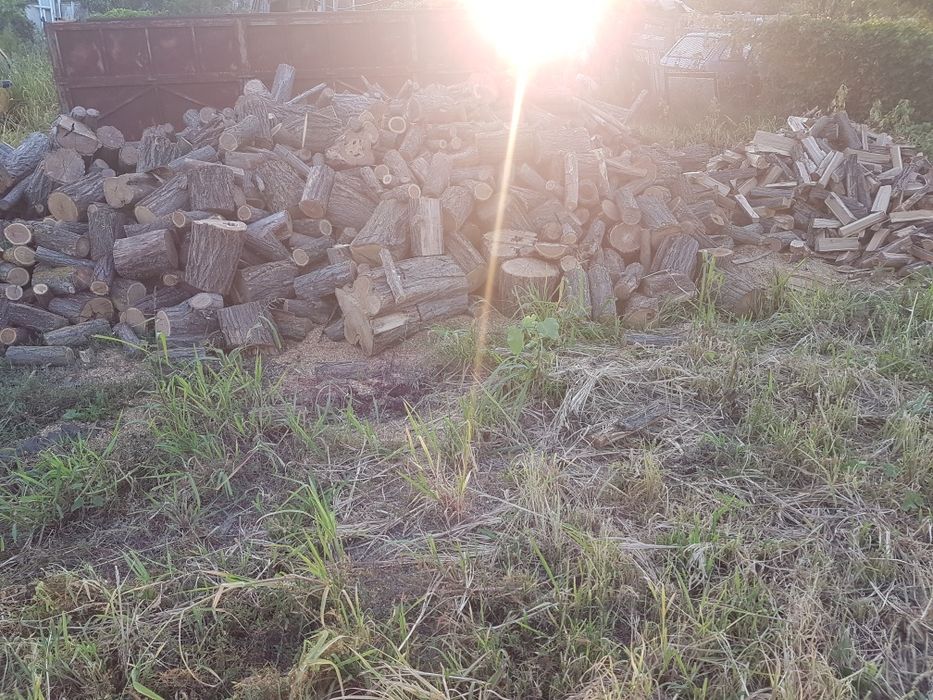 Lemne foc Salcam esenta tare sau esenta moale