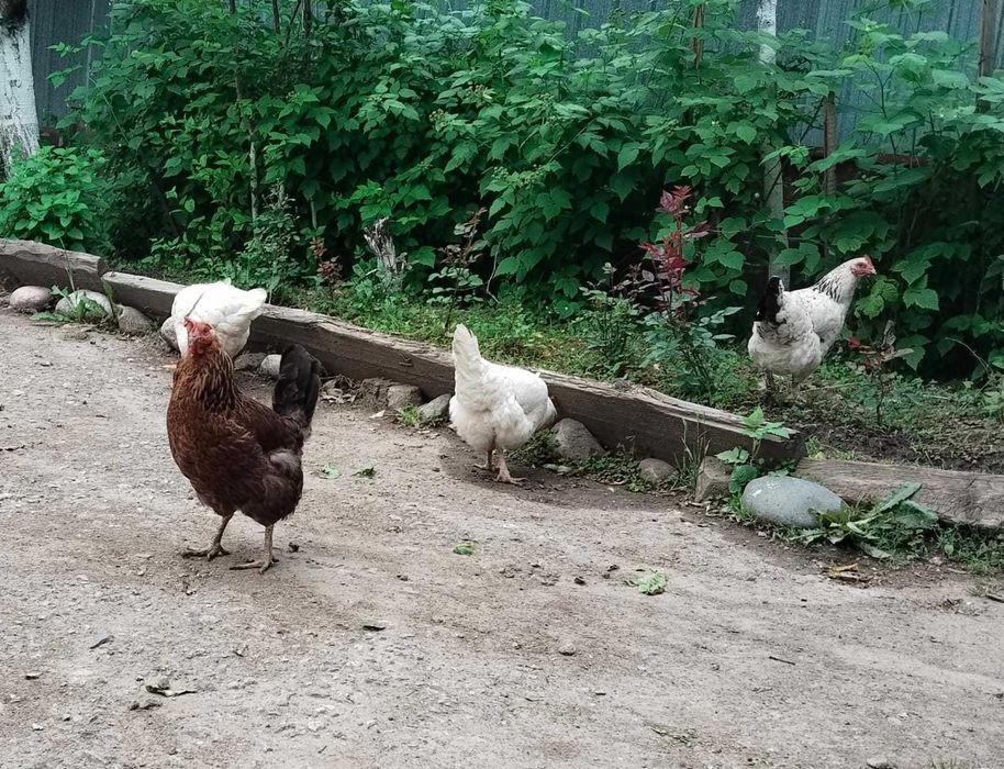 Куры несушки и петух