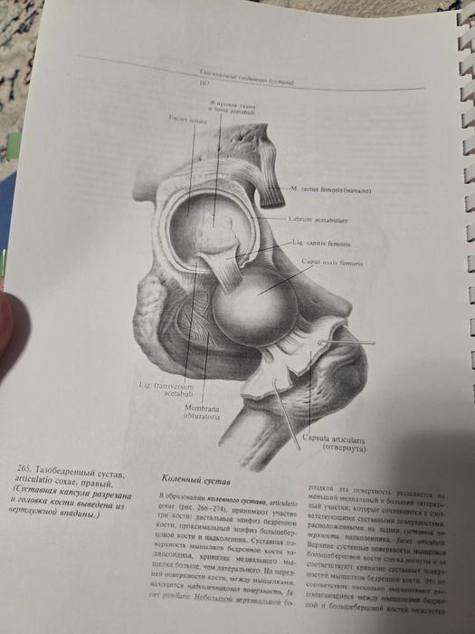 Анатомия Синельникова
