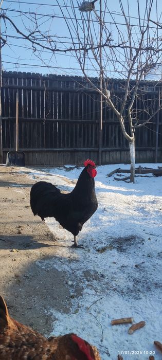 Cocoș Australorp  negru și albastru