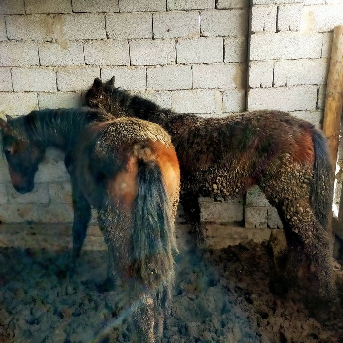 2 полторашка бордахы