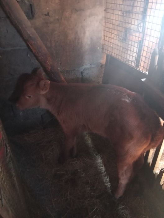 Обмен на бычка город Кокшетау