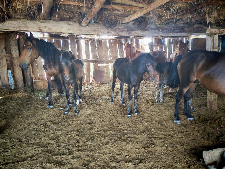 Жасырын камера трусикасы