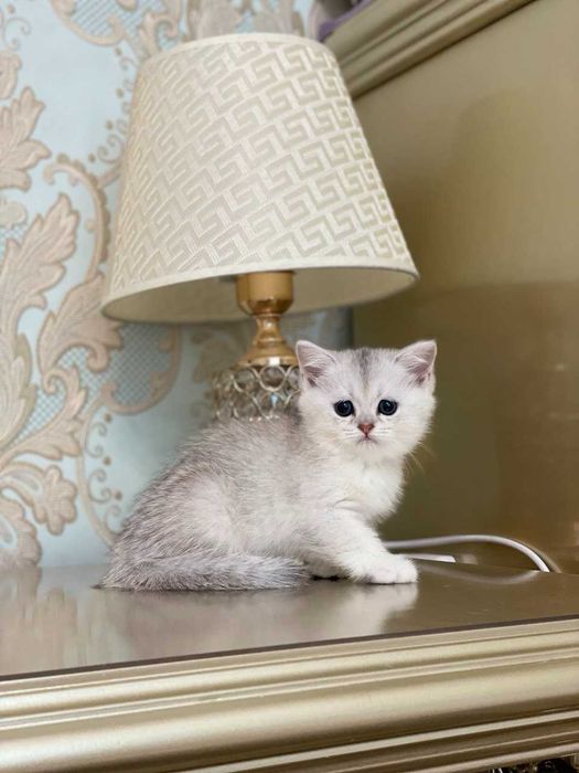 Toza zotli mushuklar sotiladi. Продаются чистокровные котята